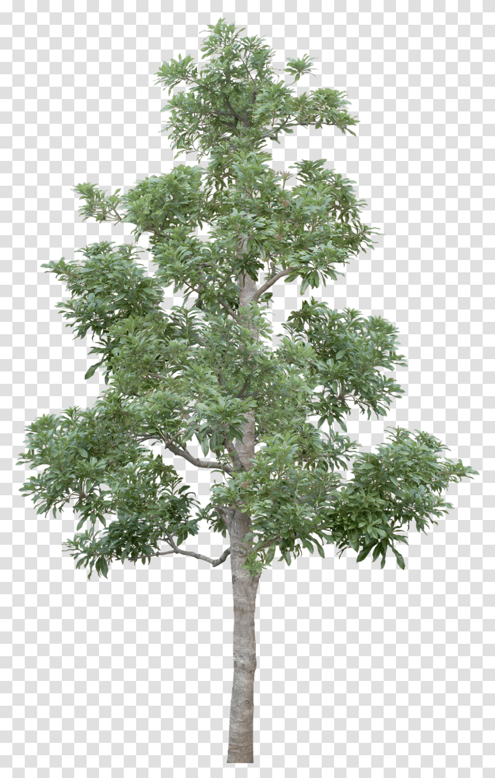 Tree Limb Tree, Plant, Potted Plant, Vase, Jar Transparent Png