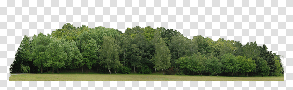 Tree Line, Grass, Plant, Outdoors, Nature Transparent Png