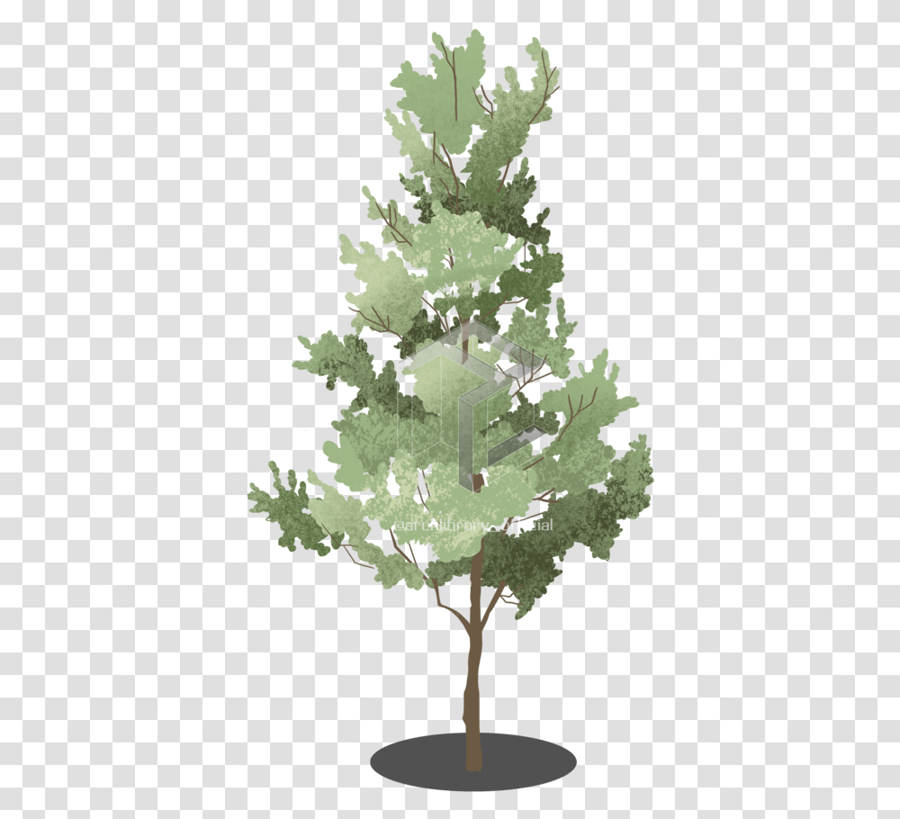 Tree Lodgepole Pine, Plant, Map, Diagram, Plot Transparent Png