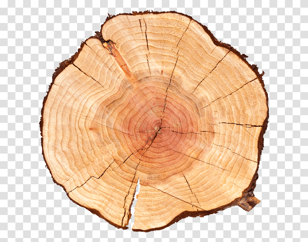 Tree Log Download Age Of Tree, Wood, Tree Stump, Fungus, Lumber Transparent Png