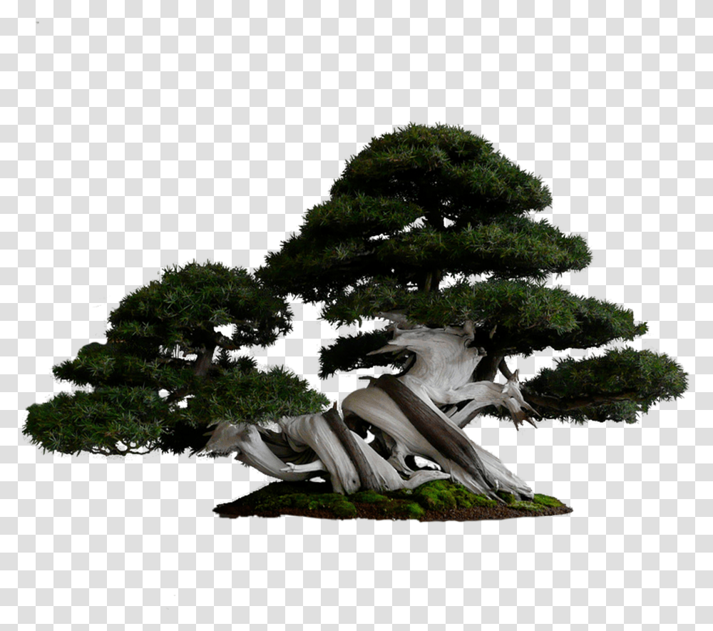 Tree Logo Intro Banner Images Backgrounds For Bonsai Pine Tree Transparent Png