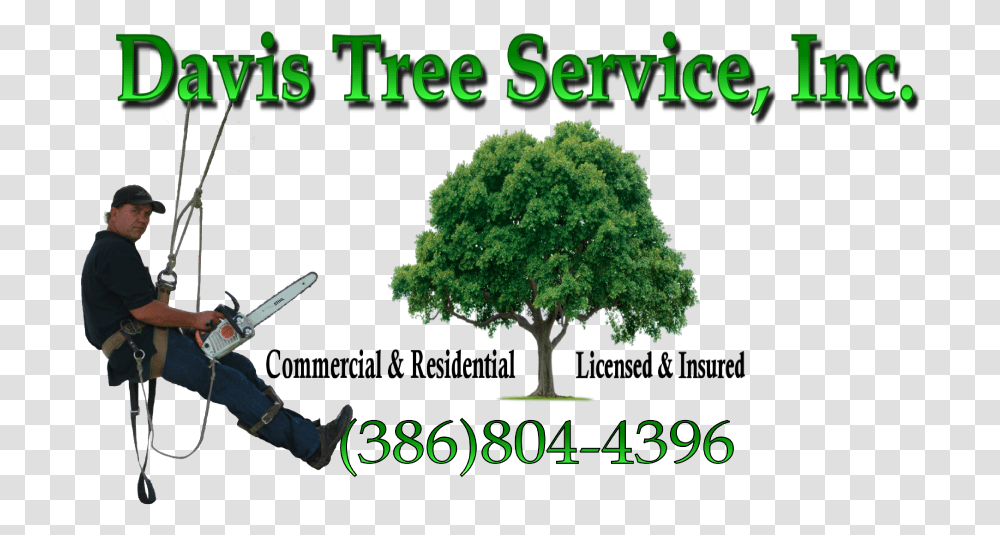 Tree Logo-davis - Davis Tree Service Tree Removal Tree Service Logo, Plant, Person, Oak, Guitar Transparent Png