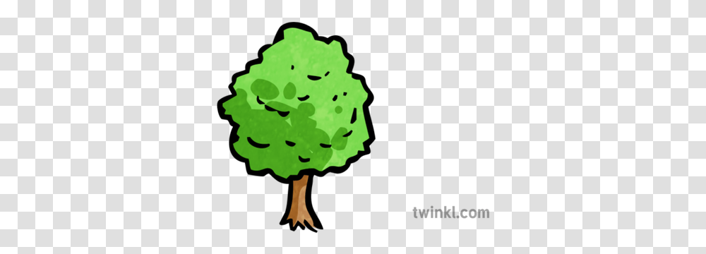 Tree Map Icon 1 Illustration Twinkl Icon Baum, Art, Graphics, Plant, Green Transparent Png