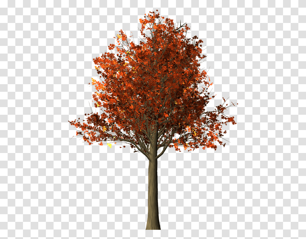 Tree Maple Fall Maple Tree, Plant, Leaf, Bonfire, Flame Transparent Png