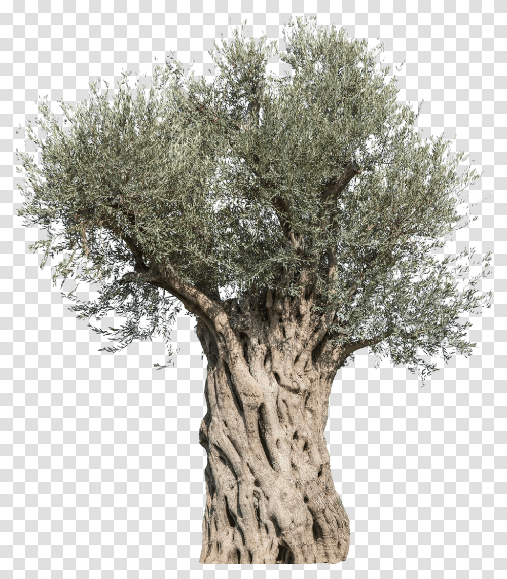 Tree Mediterranean Cuisine Branch Old Olive Tree, Plant, Cross, Symbol, Tree Trunk Transparent Png