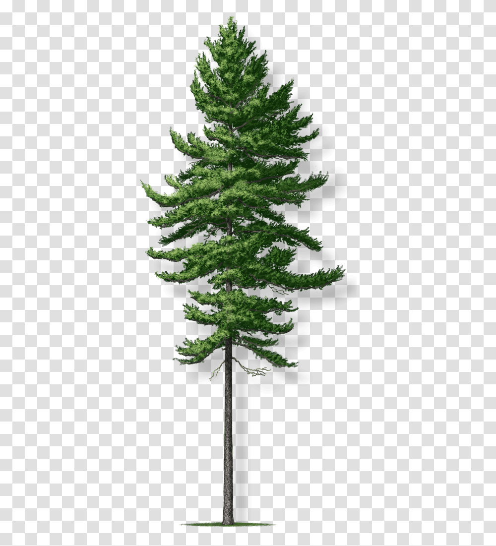 Tree Montgomery Mature White Pine Tree, Plant, Conifer, Fir, Abies Transparent Png
