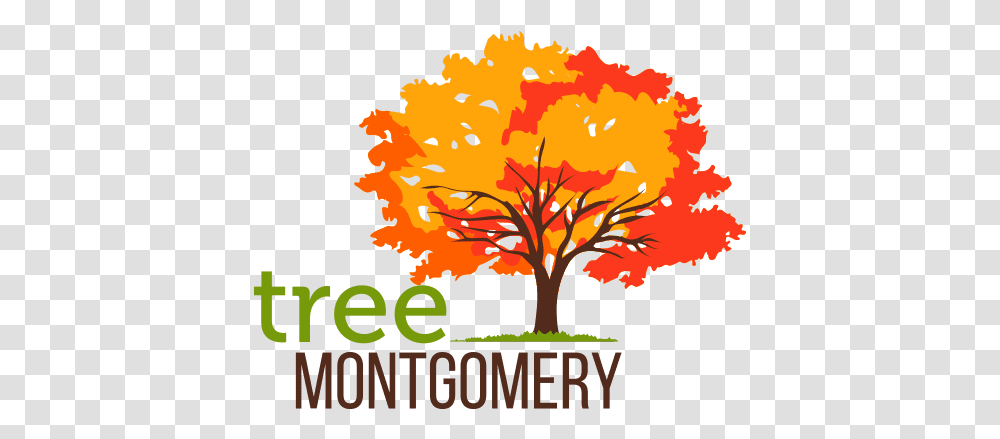 Tree Montgomery Tree Montgomery, Plant, Poster, Advertisement, Maple Transparent Png