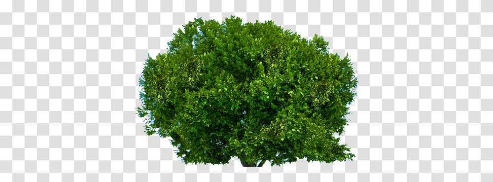 Tree, Nature, Bush, Vegetation, Plant Transparent Png