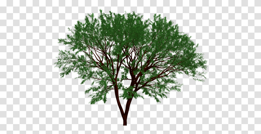 Tree Nature Garden Forest Leaf Leaves Natural Portable Network Graphics, Plant, Maple, Vase, Jar Transparent Png