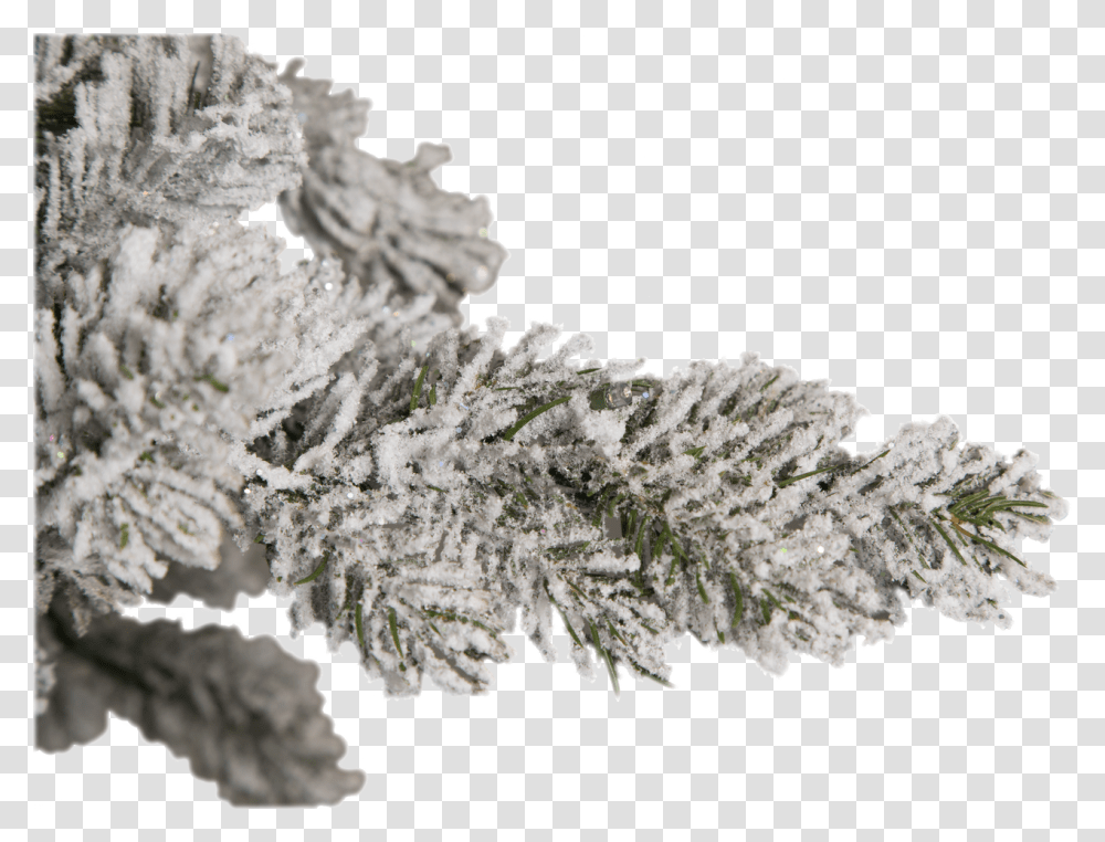 Tree, Nature, Ice, Outdoors, Snow Transparent Png