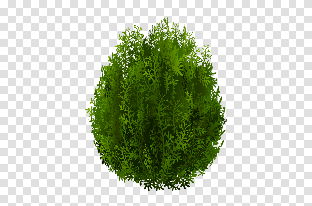 Tree, Nature, Moss, Plant, Pattern Transparent Png