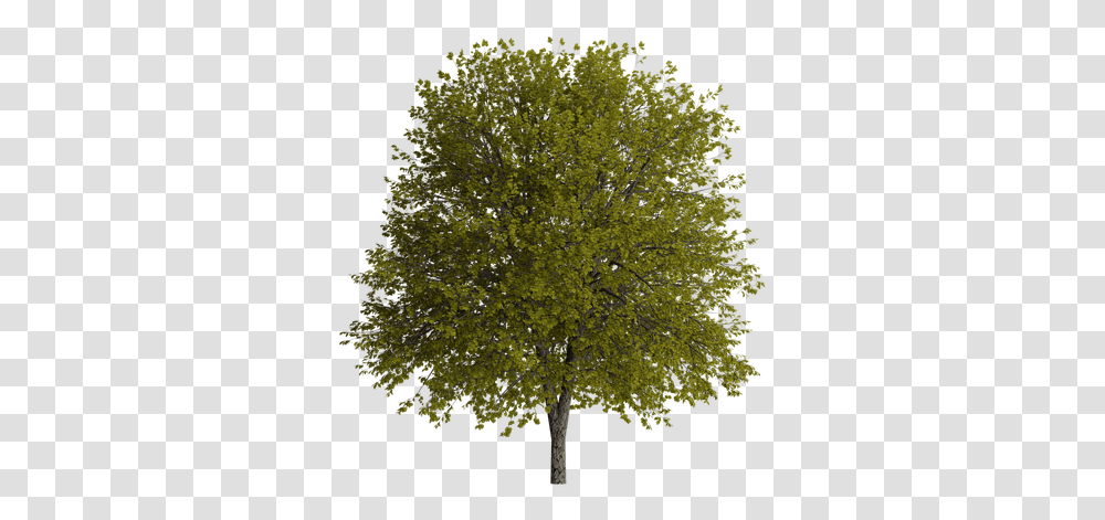 Tree Nature Natural River Birch, Plant, Tree Trunk, Maple Transparent Png