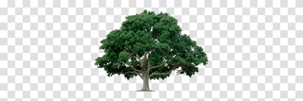 Tree, Nature, Oak, Plant, Sycamore Transparent Png