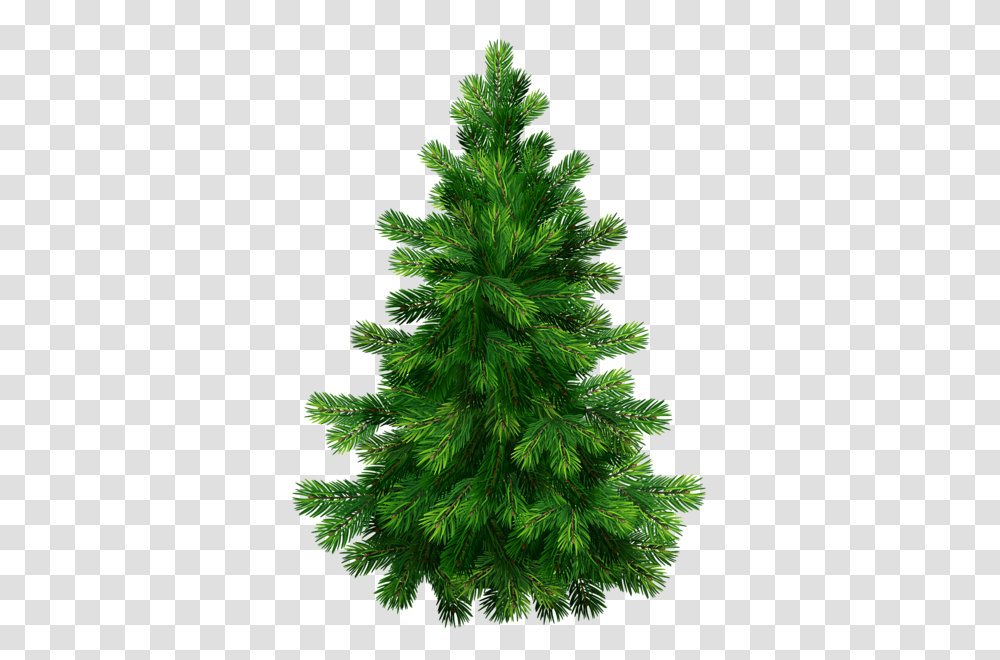 Tree, Nature, Plant, Christmas Tree, Ornament Transparent Png