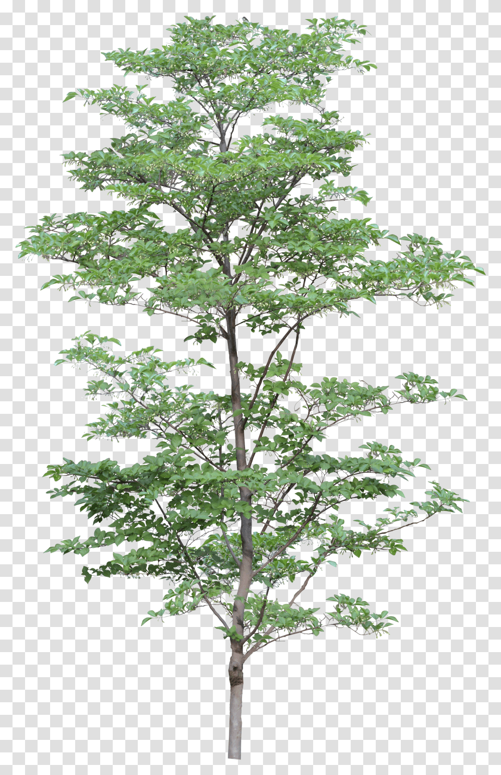 Tree, Nature, Plant, Conifer, Cross Transparent Png