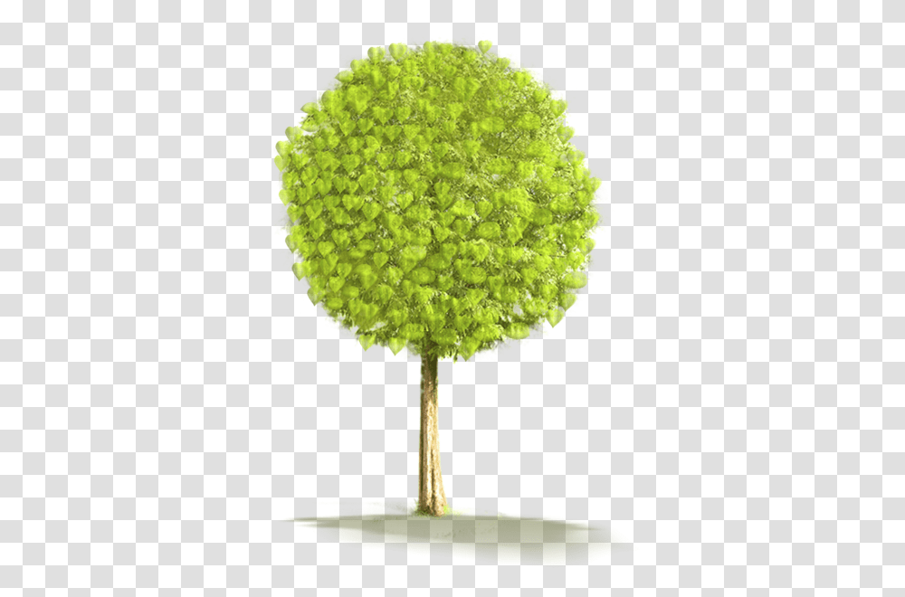 Tree, Nature, Plant, Flower, Blossom Transparent Png