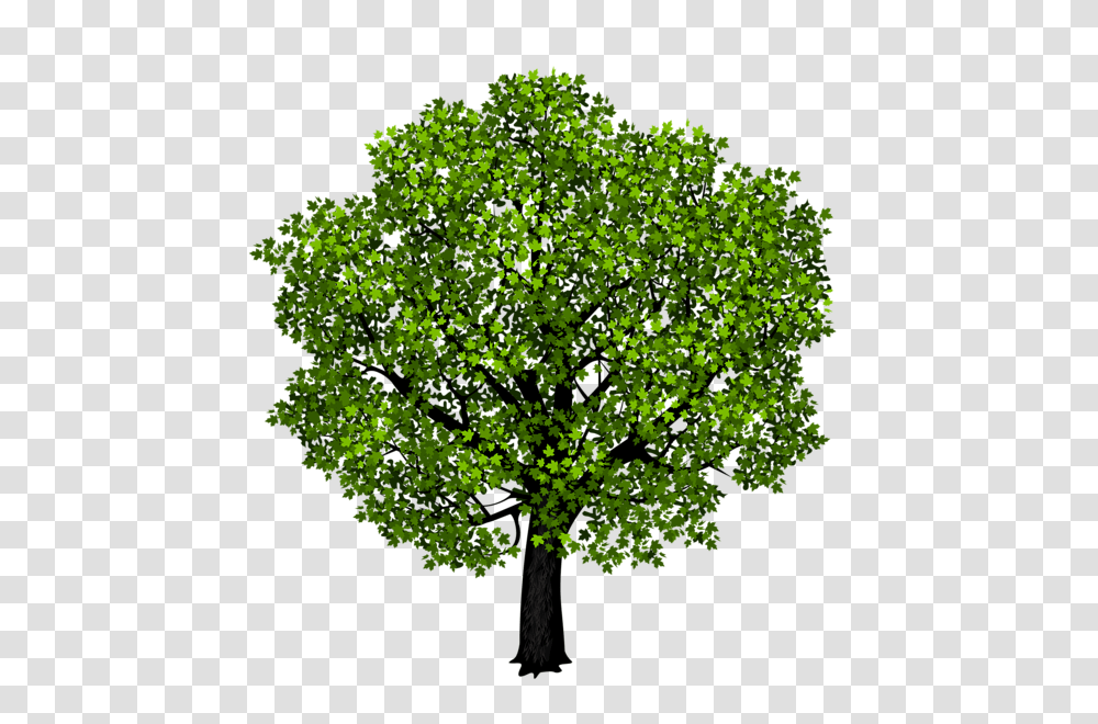 Tree, Nature, Plant, Green, Leaf Transparent Png