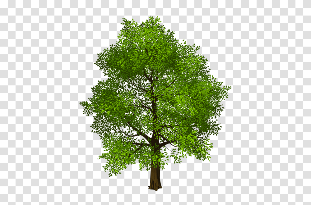 Tree, Nature, Plant, Green, Leaf Transparent Png