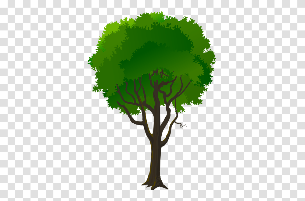 Tree, Nature, Plant, Green, Moss Transparent Png