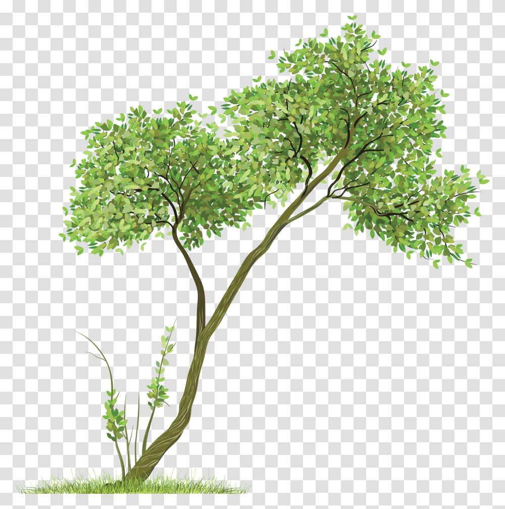 Tree, Nature, Plant, Leaf, Tree Trunk Transparent Png