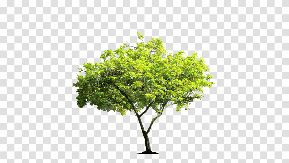 Tree, Nature, Plant, Maple, Bonsai Transparent Png