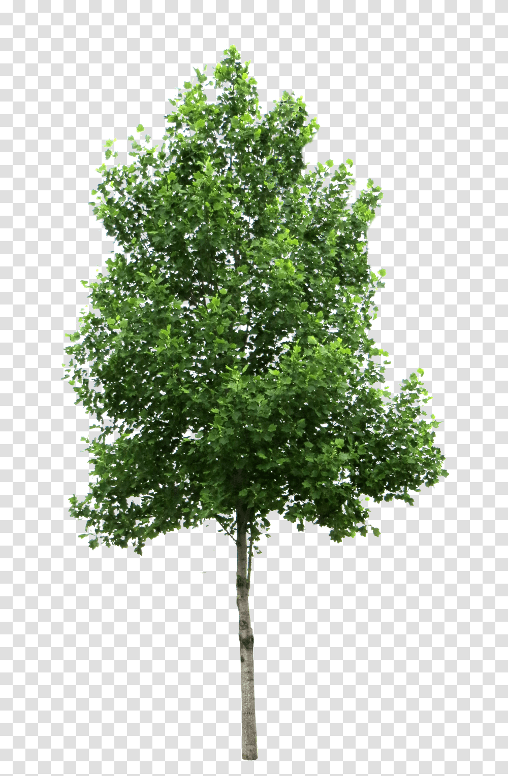 Tree, Nature, Plant, Maple, Cross Transparent Png