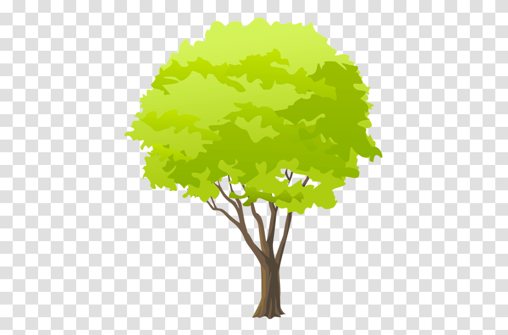 Tree, Nature, Plant, Maple, Flower Transparent Png