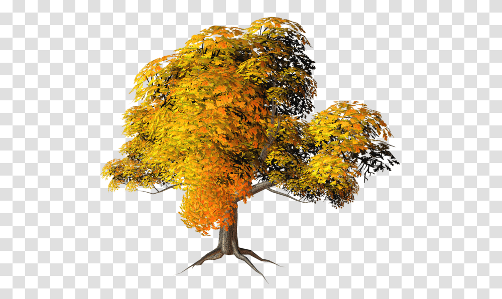 Tree, Nature, Plant, Maple, Fungus Transparent Png