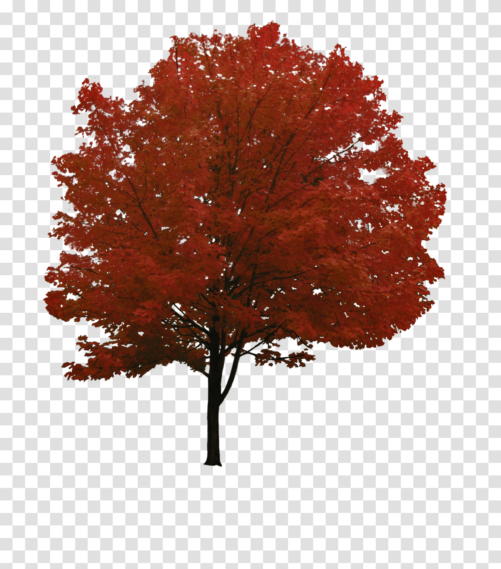 Tree, Nature, Plant, Maple, Leaf Transparent Png