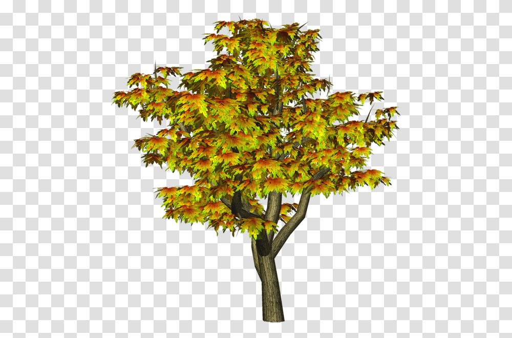 Tree, Nature, Plant, Maple, Leaf Transparent Png