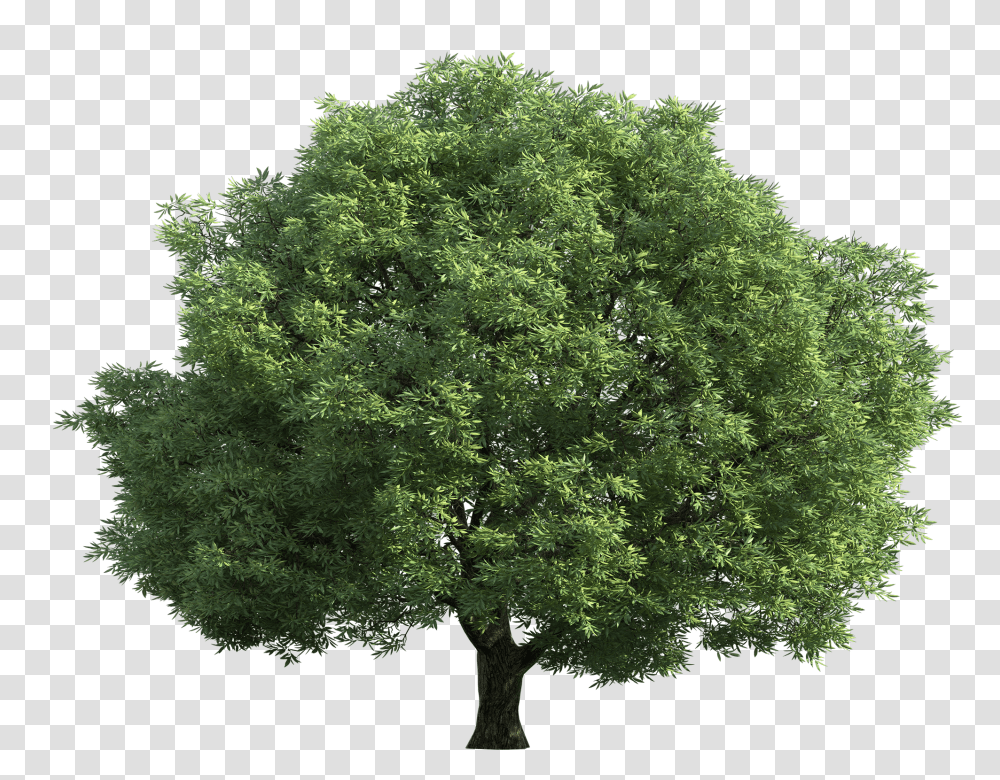 Tree, Nature, Plant, Maple, Oak Transparent Png