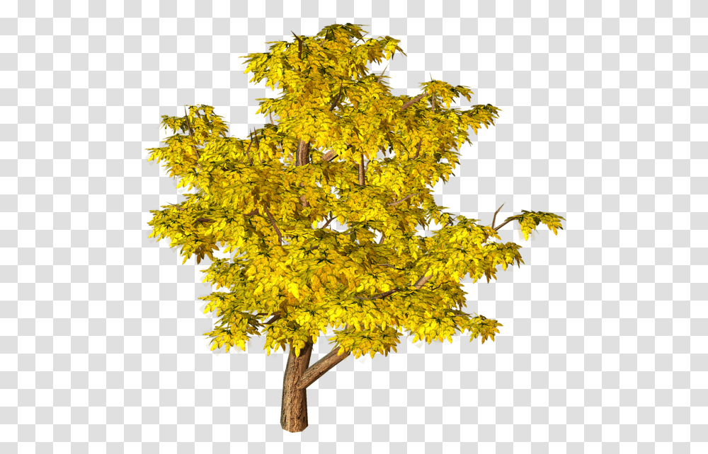 Tree, Nature, Plant, Maple, Potted Plant Transparent Png