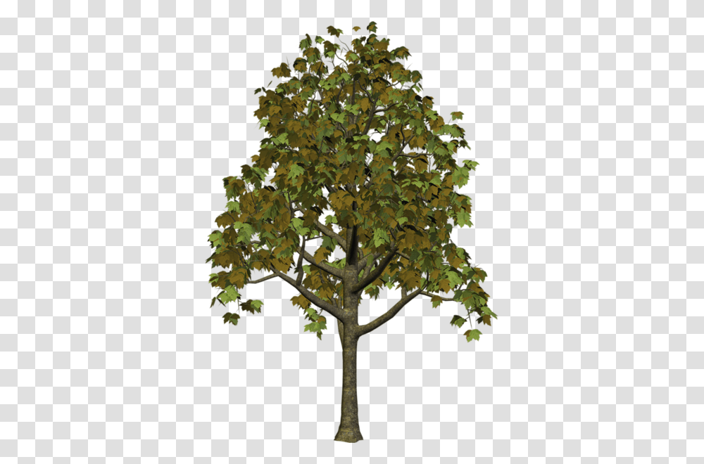 Tree, Nature, Plant, Maple, Tree Trunk Transparent Png