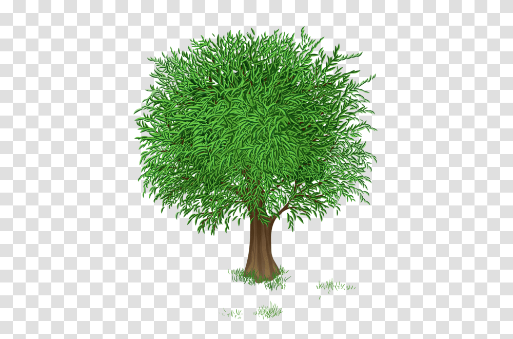 Tree, Nature, Plant, Moss, Vegetation Transparent Png