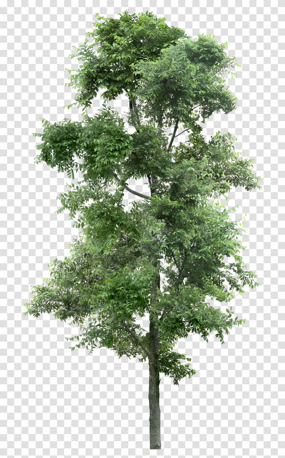 Tree, Nature, Plant, Oak, Maple Transparent Png