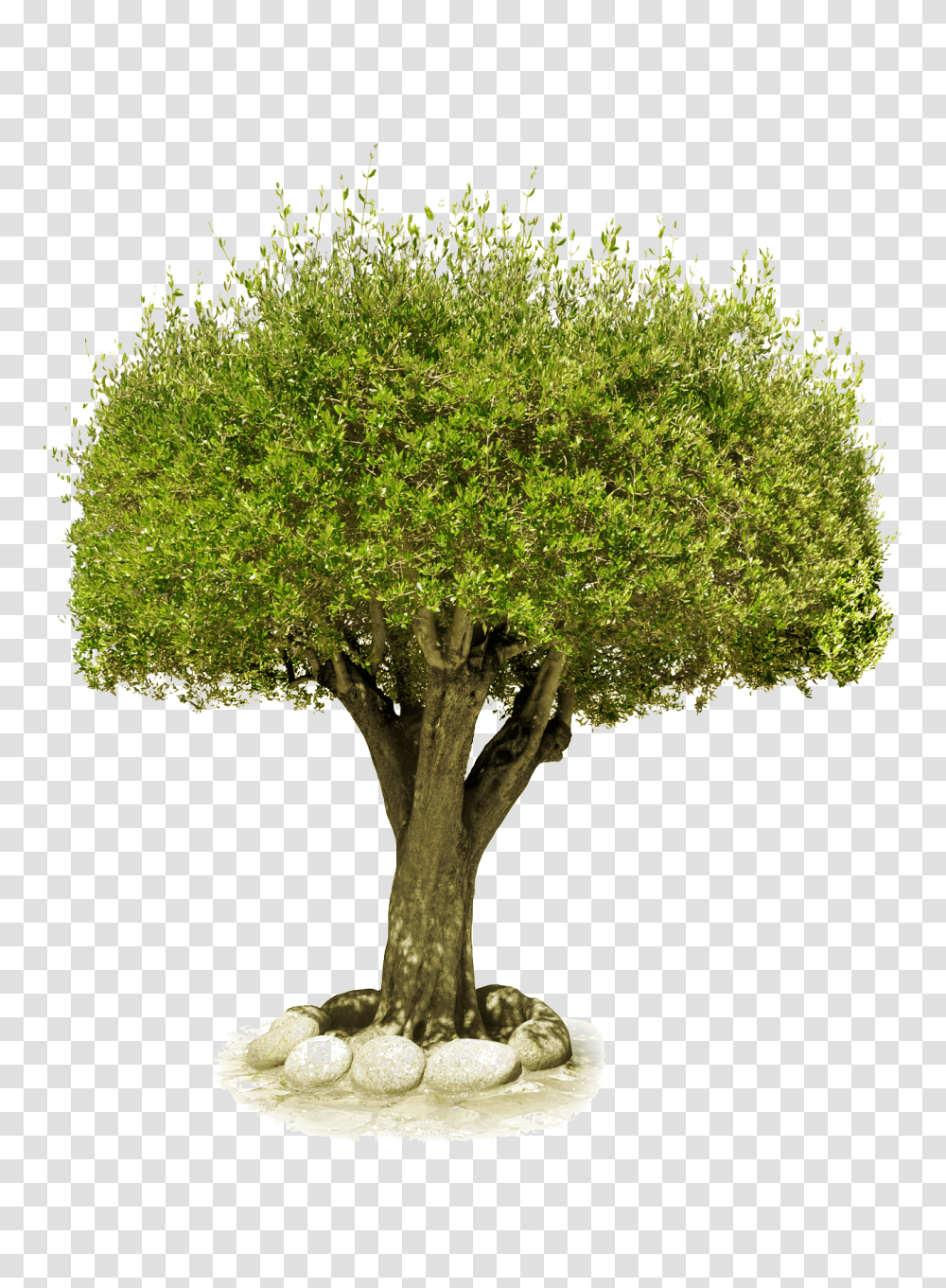 Tree, Nature, Plant, Oak, Potted Plant Transparent Png
