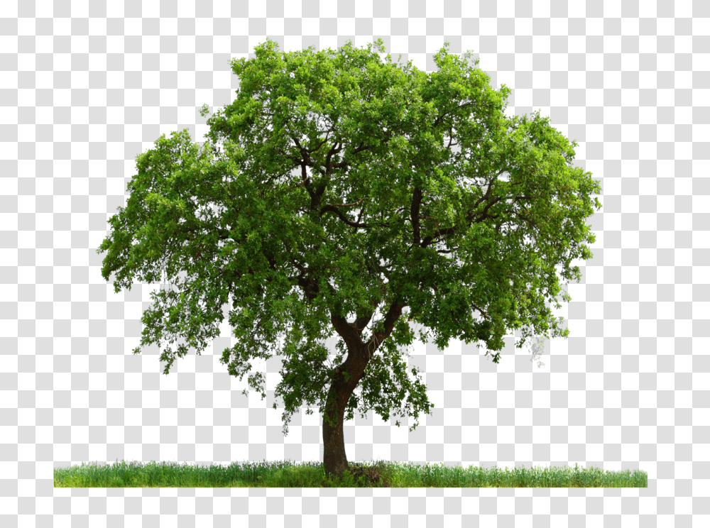 Tree, Nature, Plant, Oak, Sycamore Transparent Png