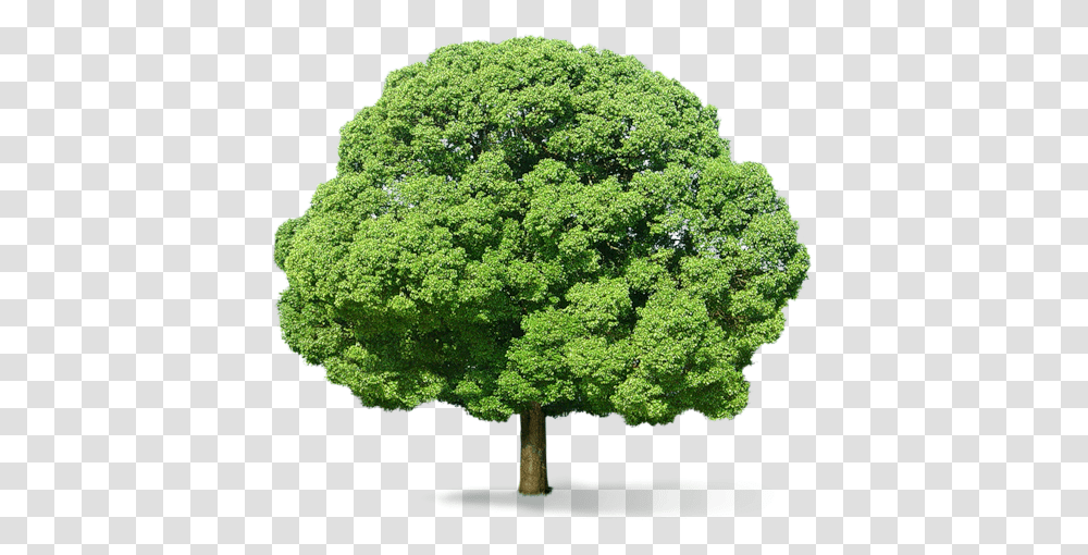 Tree, Nature, Plant, Oak, Sycamore Transparent Png