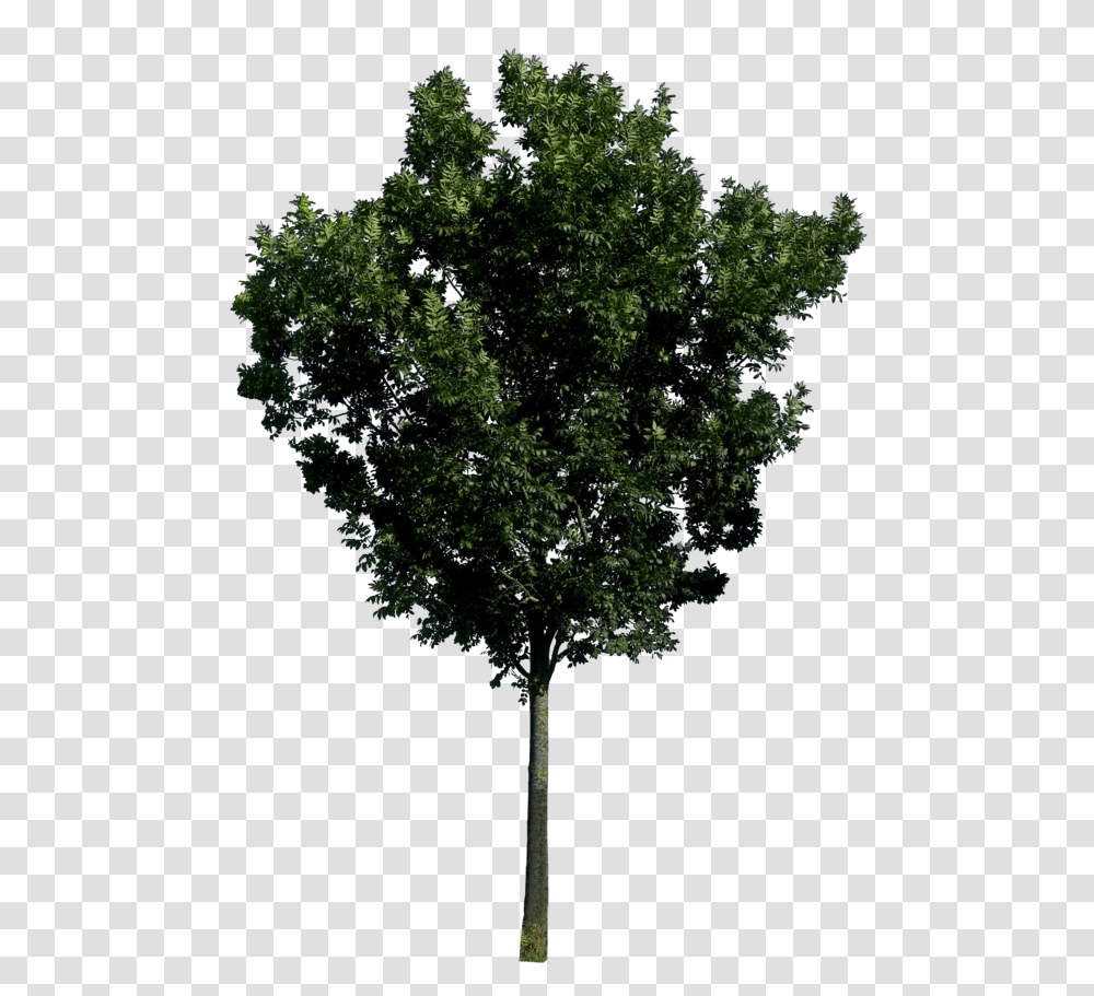 Tree, Nature, Plant, Oak, Tree Trunk Transparent Png