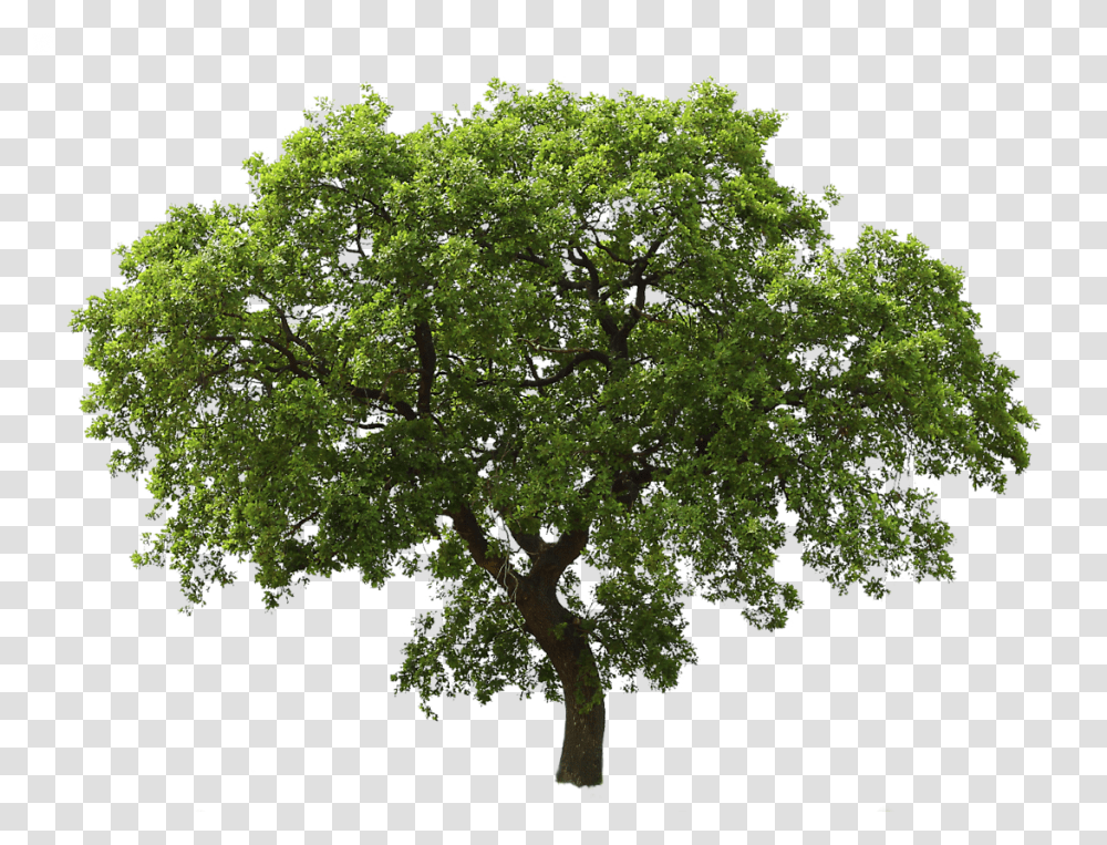 Tree, Nature, Plant, Oak, Tree Trunk Transparent Png
