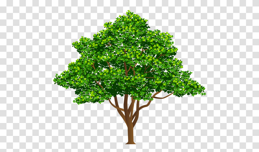 Tree, Nature, Plant, Oak, Vegetation Transparent Png