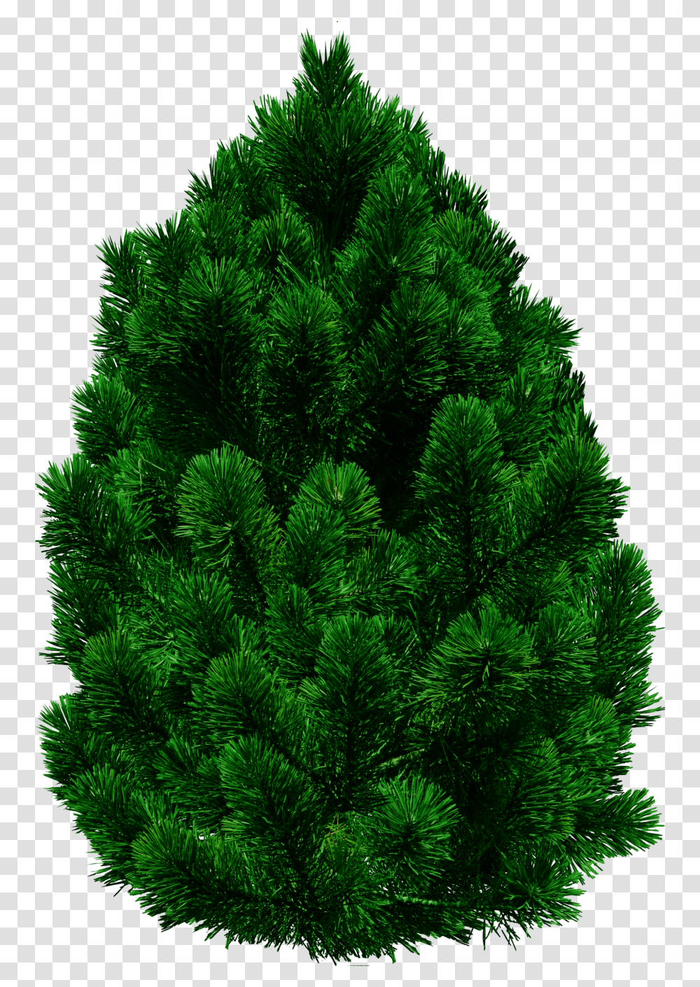 Tree, Nature, Plant, Pine, Christmas Tree Transparent Png