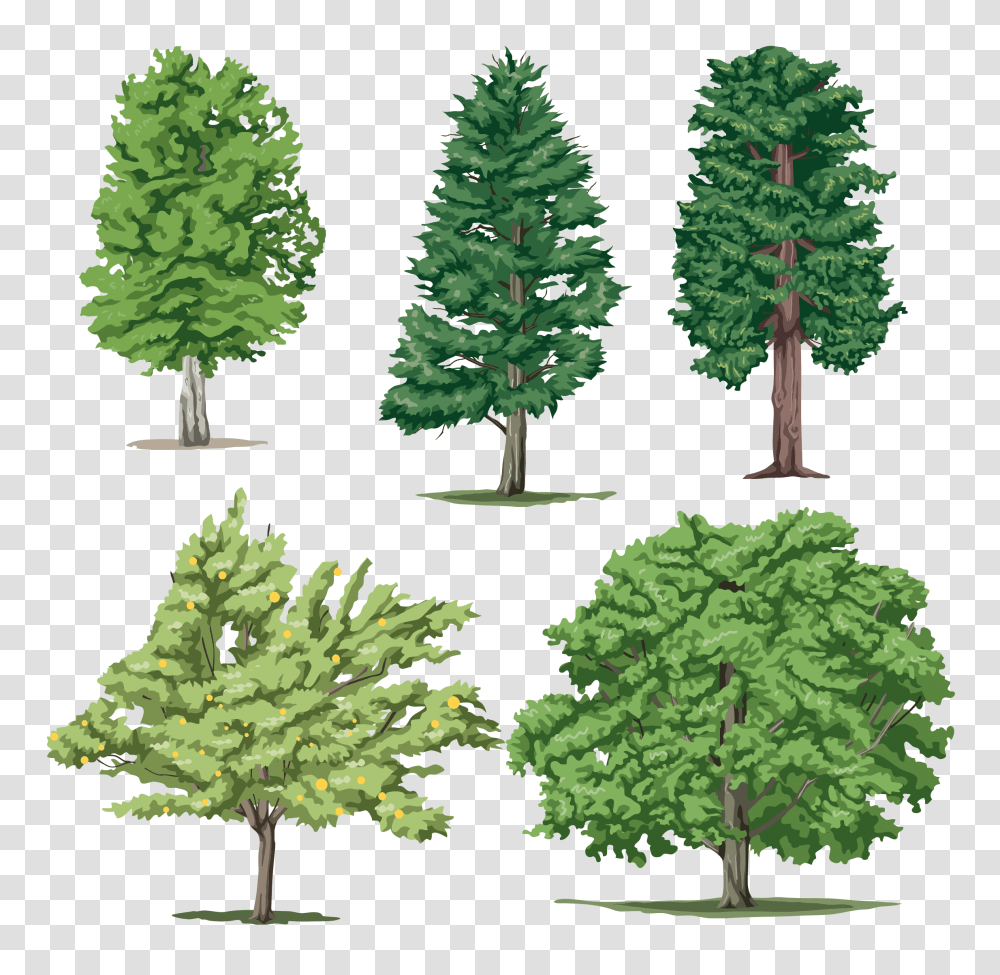 Tree, Nature, Plant, Pine, Conifer Transparent Png