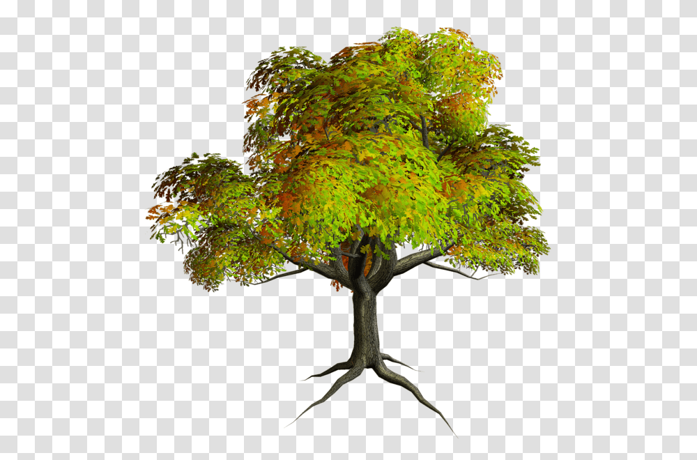 Tree, Nature, Plant, Potted Plant, Vase Transparent Png