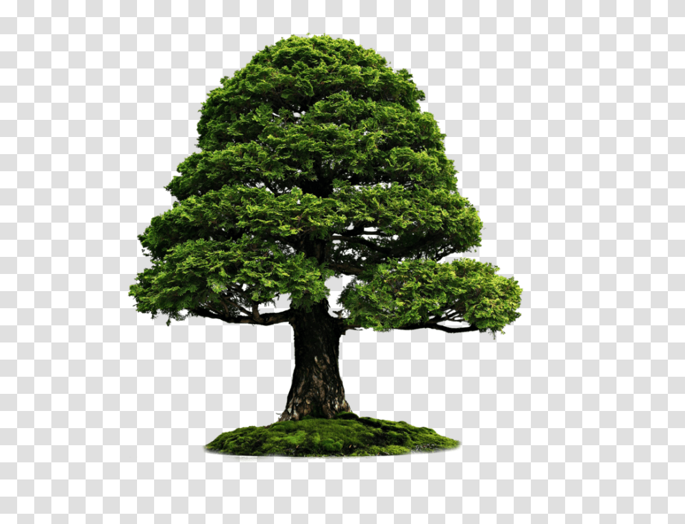 Tree, Nature, Plant, Potted Plant, Vase Transparent Png