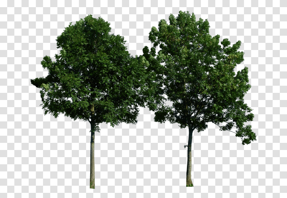 Tree, Nature, Plant, Tree Trunk, Oak Transparent Png