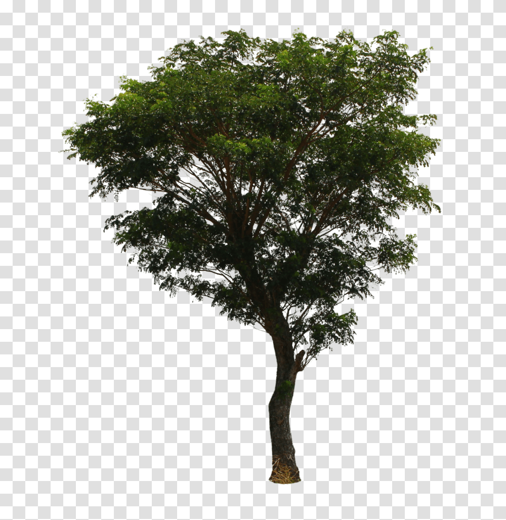 Tree, Nature, Plant, Tree Trunk, Oak Transparent Png