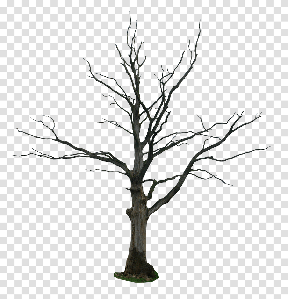 Tree, Nature, Plant, Tree Trunk, Silhouette Transparent Png