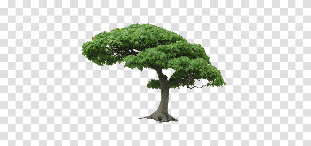 Tree, Nature, Potted Plant, Vase, Jar Transparent Png