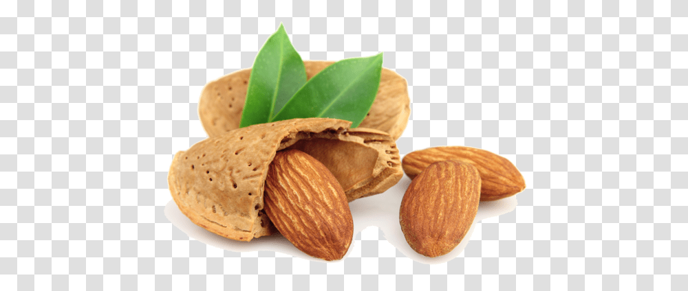Tree Nuts Processing Equipment Almond Nut, Vegetable, Plant, Food, Fungus Transparent Png